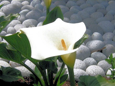 Zantedeschia aethiopica