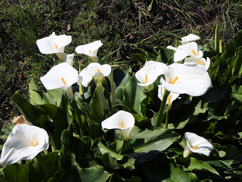 Zantedeschia aethiopica