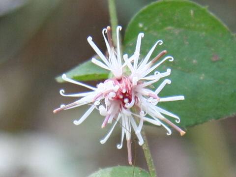 高野箒