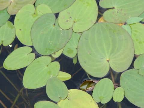 丸葉面高