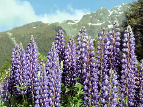 Lupinus sp.