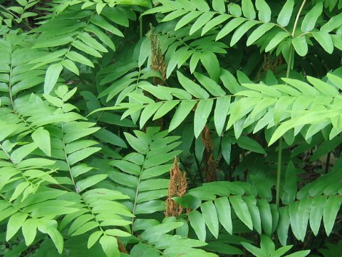 Osmunda japonica