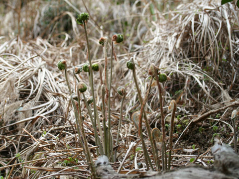 Osmunda japonica