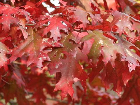 Quercus coccinea