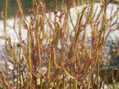 刺股毛氈苔