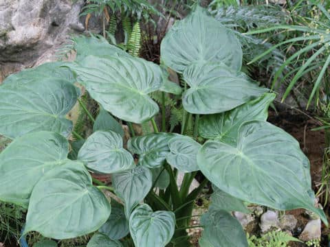 島食わず芋