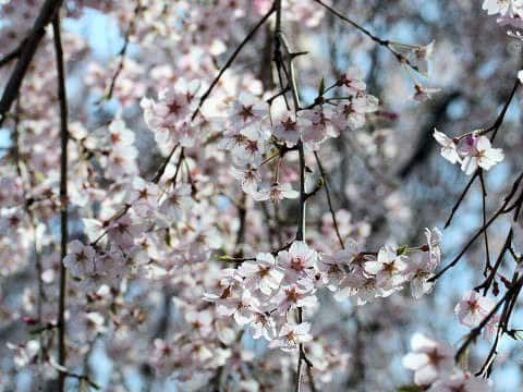 枝垂れ桜