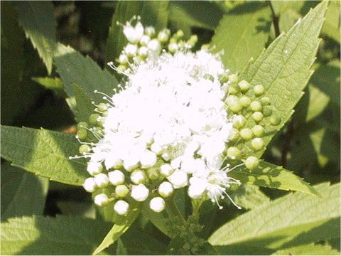 白花下野