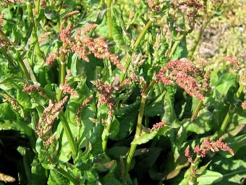 Rumex acetosa