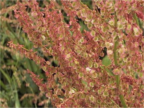 Rumex acetosa