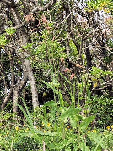 Rumex acetosa