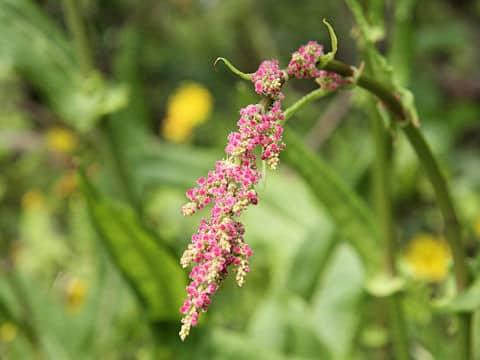 Rumex acetosa