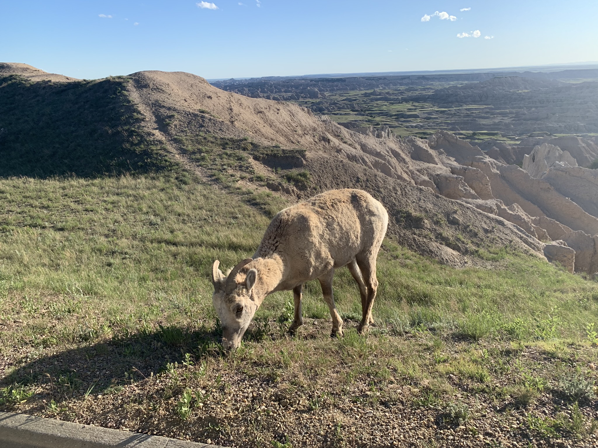 Little Bighorn