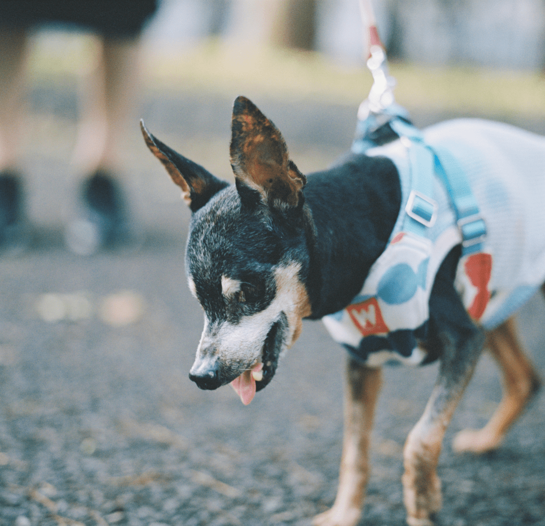 愛犬ココ。