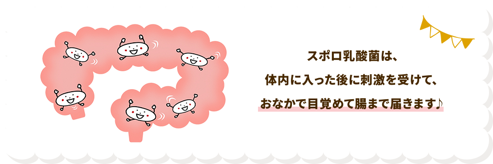 スポロ乳酸菌は、体内に入った後に刺激を受けて、おなかで目覚めて腸まで届きます♪