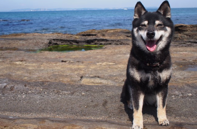 シニア犬・老犬の生活