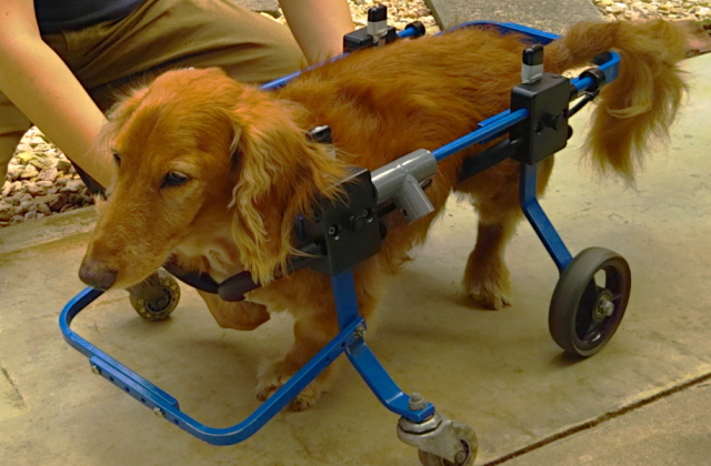 シニア犬・老犬のリハビリ・トレーニング