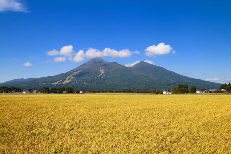 福島県農業の特徴は？ 現状・課題と、就農支援の補助制度まとめ