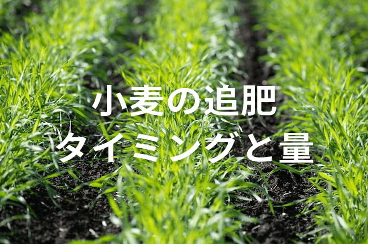 小麦の追肥時期や施肥量｜効果的な追肥方法と収量アップ事例を紹介