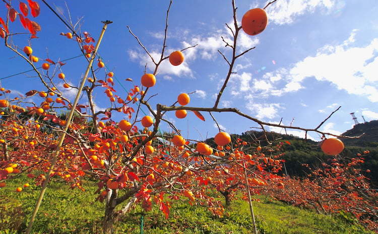 【2024】柿の生産量、日本一の都道府県は？ 有名産地の栽培事例