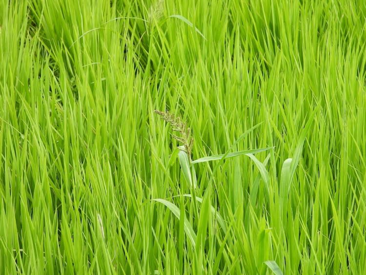 水稲初期一発除草剤の効果を高めるには？ 省力化をめざす防除体系と散布のコツ。適期防除で収量12%向上