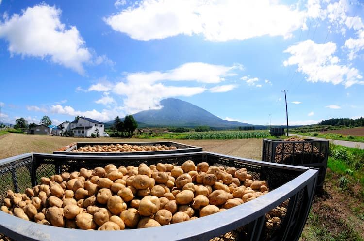 減収を招く「そうか病」とは？ 原因・症状と防除対策を完全解説