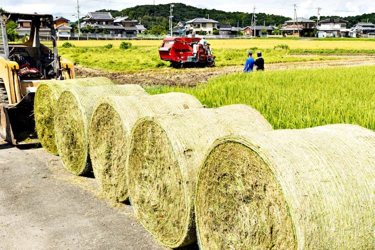 飼料用多収米とは？ 主食用米から転換するメリットと、品種選定・栽培のコツ