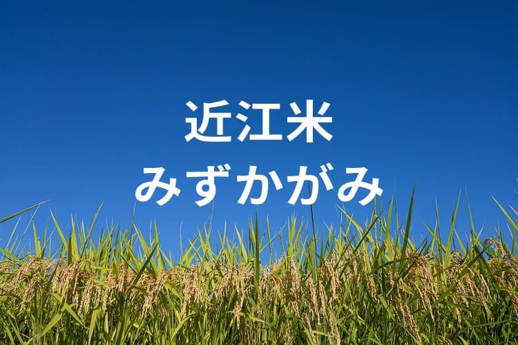 近江米新品種「みずかがみ」とは？ 高温に強い滋賀県オリジナル品種の特徴と産地の取り組み栽培のコツ