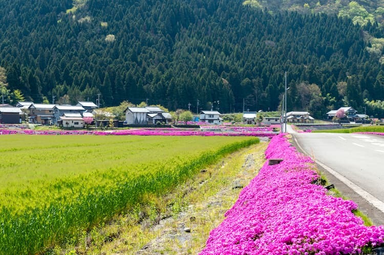 【畦畔の雑草対策】グランドカバーや除草剤を活用！ 今すぐできる施策3選