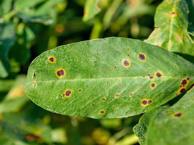 落花生の褐斑病対策！ 発病の原因や防除策・有効な農薬を解説