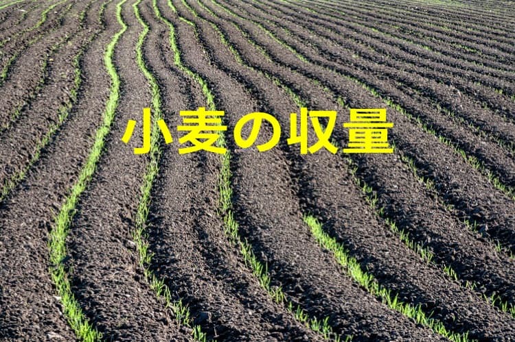 小麦の収量の実情と課題｜日本でも高所得を実現できるか？