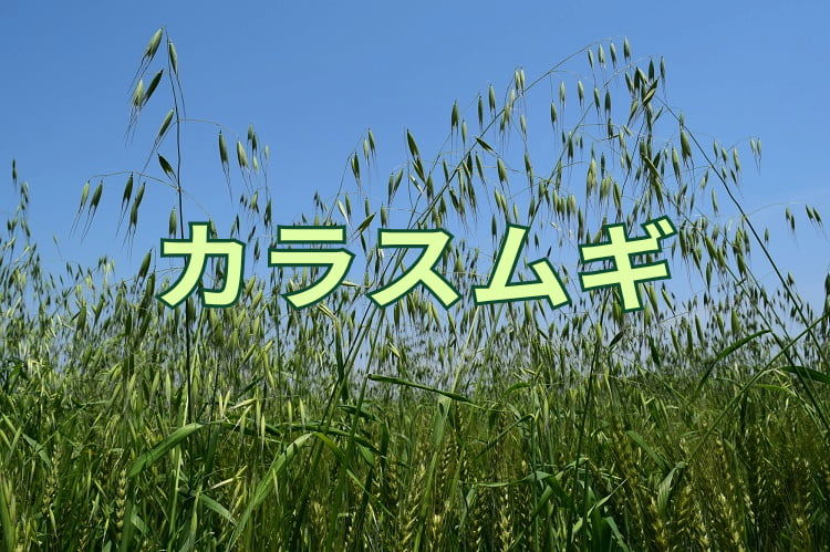 麦農家のためのカラスムギ対策！ 効果的な防除体系は？