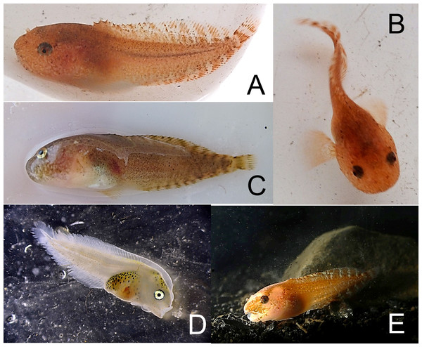 Parr’s snailfish, Liparis bathyarcticus.