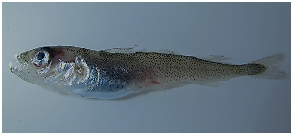 Polar cod, Boreogadus saida, TL 64 mm; Prince Rudolf Island.