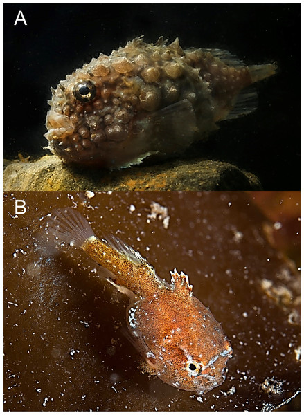 Atlantic spiny lumpsucker, Eumicrotremus spinosus.