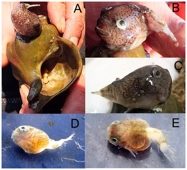 McAlpin’s smooth lumpfish, Cyclopteropsis mcalpini, collected between Torup and Howen islands.