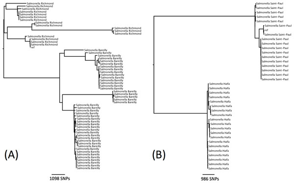 Phylogenetic relationship within two sequence types containing multiple serotypes.