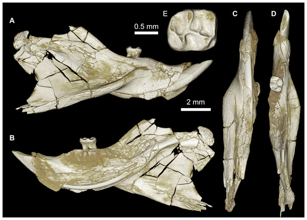 Mandible of cf. Birkamys from Quarry L-41.