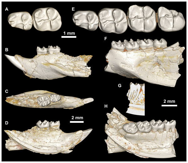 Lower dentition of Mubhammys vadumensis, new genus and species.