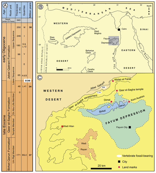 Major fossil localities in the Fayum Depression of northern Egypt.