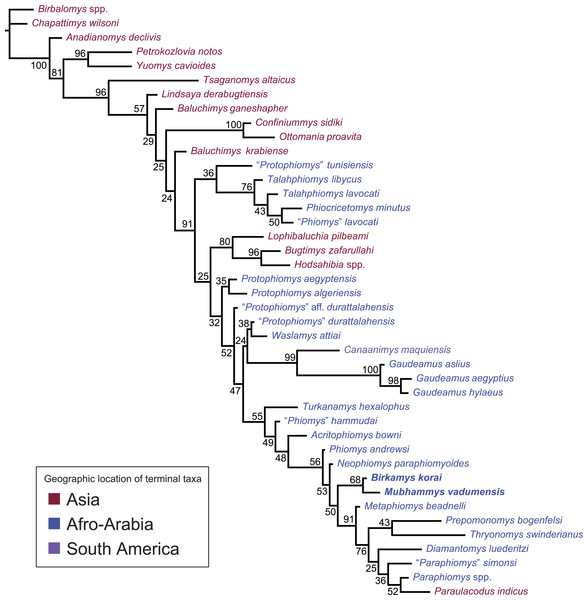 “Allcompat” consensus (majority-rule plus compatible groups) of 50,000 post-burn-in trees retained by Bayesian analysis of the 118-character matrix in MrBayes 3.2.5.