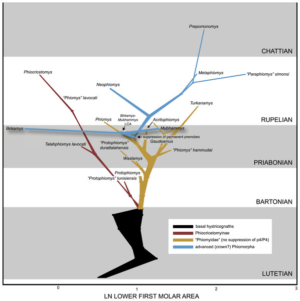 Evolution of lower first molar area (on a natural log scale) (x-axis) through time (y-axis), based on ancestral values calculated in BayesTraits, using both directional and random walk models, each with a lambda scaling parameter.