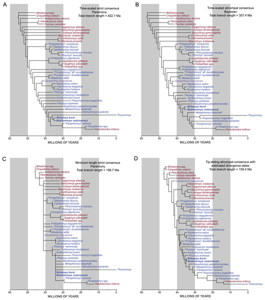 “Sum of branch lengths” calculation across time-scaled topologies.