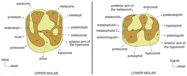 Dental terminology, based on Wood & Wilson (1936) and Marivaux et al. (2014).