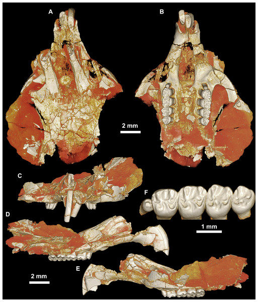 CGM 66000, holotype cranium of Birkamys korai, new genus and species, from the latest Eocene Locality L-41, Jebel Qatrani Formation, Fayum Depression, northern Egypt.