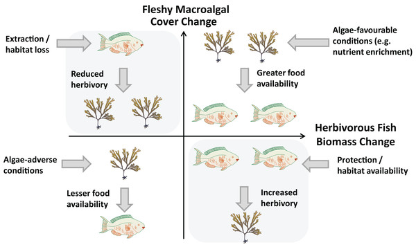 Relationship between changes in herbivorous fish biomass and benthic fleshy macroalgal cover.