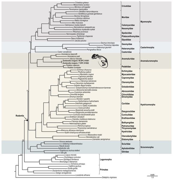 Result of Bayesian phylogenetic analysis of the 5,906 base pair concatenated DNA alignment.