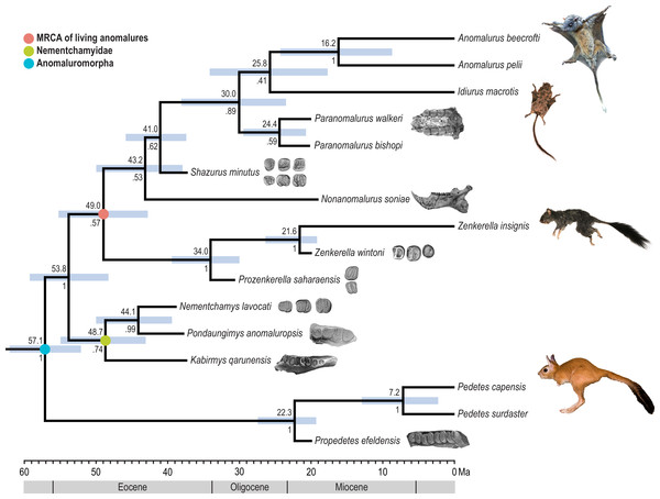 Result of Bayesian time-tree analysis using the fossil tip-dating method applied to combined molecular and morphological data.