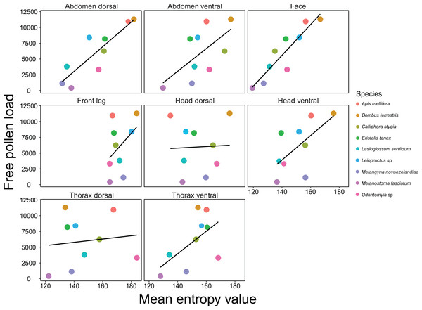 Relationship between entropy and Brassica rapa pollen load on insects.