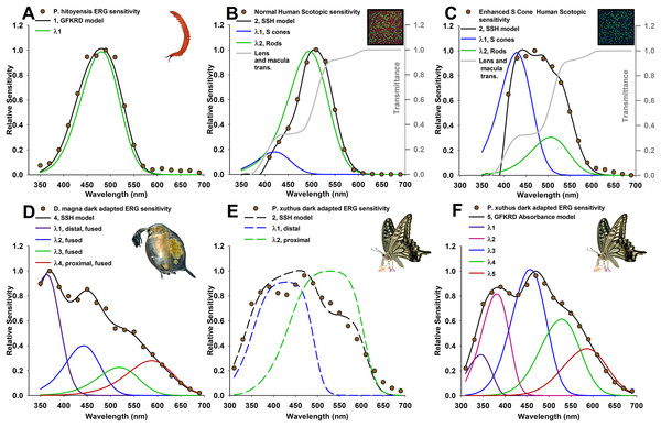 Photoreceptor absorptance models (curves) based on known photoreceptor lengths and vertical tiering, fit to relative spectral sensitivity data extracted from published sources (data points).